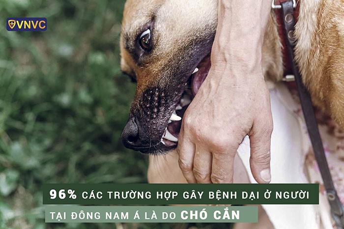 7. Những Thông Tin Quan Trọng Về Tiêm Phòng Bệnh Dại