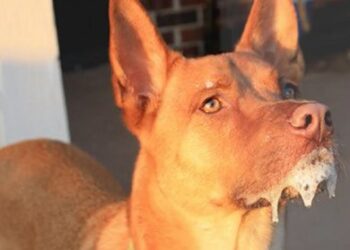 BỆNH DẠI VÀ CÁCH PHÒNG TRÁNH