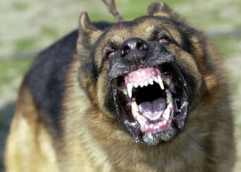 6 người dân ở 2 xã Ô Long Vĩ và Bình Phú bị chó cắn