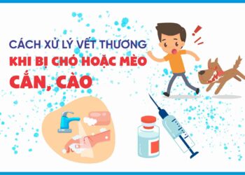 Infographic: Cách xử lý vết thương khi bị chó hoặc mèo cắn, cào