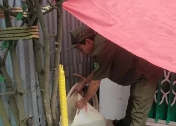 Trạm Y tế Núi Sam ra quân chiến dịch vệ sinh môi trường phòng, chống dịch bệnh sốt xuất huyết