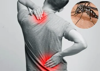 Bộ Y tế cảnh báo nguy cơ xâm nhập dịch bệnh Chikungunya vào Việt Nam