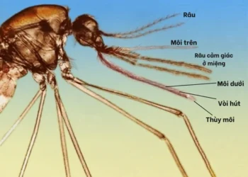 Cách phòng chống bệnh sốt rét