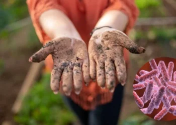 Bệnh “Sốt đất” (bệnh whitmore)