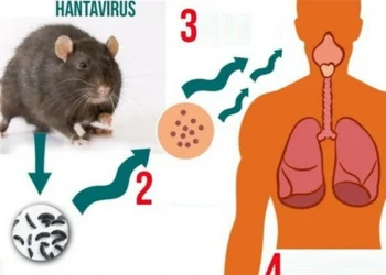 Bệnh do vi rút Hanta và các biện pháp phòng, ngừa