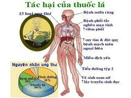 Thuốc lá và các bệnh không lây nhiễm – Mối nguy hiểm thầm lặng