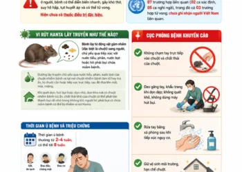 Infographic: Thông tin về bệnh do vi rút Hanta và các biện pháp phòng bệnh