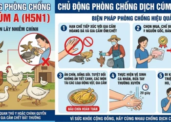 Bệnh Sốt Xuất Huyết: dấu hiệu nhận biết và cách phòng, chống