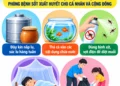 Infographic – Biện pháp phòng bệnh sốt xuất huyết